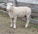 Coyote Acres Nimrod 954J